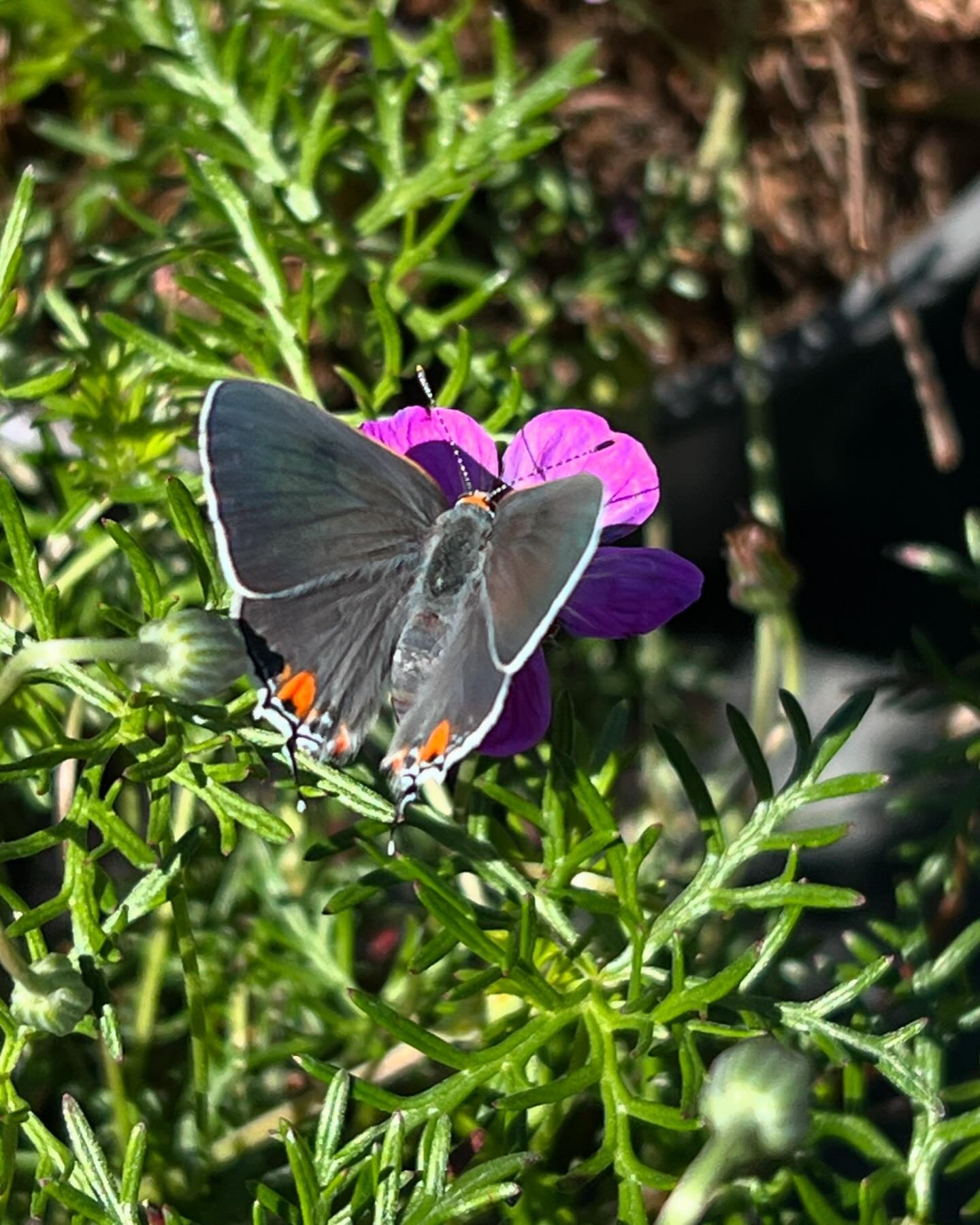 We spotted this beautiful little Gray hairstreak (gossamer winged butterfly) exploring the one-gallon sun beds. 🌸 Swipe to see how beautiful it looks with its wings closed 🦋💕

➡️ If you haven&rsquo;t signed up for our newsletter yet, and you want 