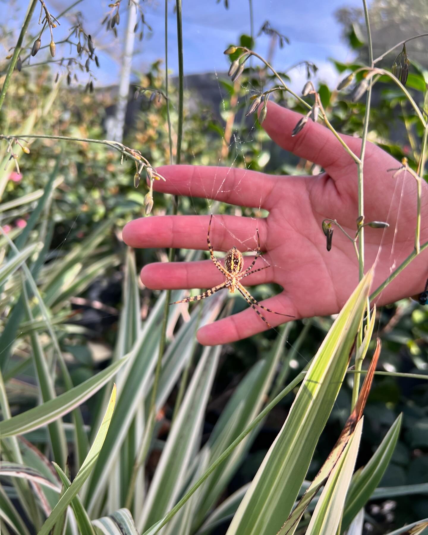 Meanwhile, over in the natural world, all kinds of magical things are happening. LA brought our attention to this amazing banded argiope (banded orb weaver or banded garden spider). 🕷️🕸️ What a spectacular specimen! Thanks for sharing your find, LA