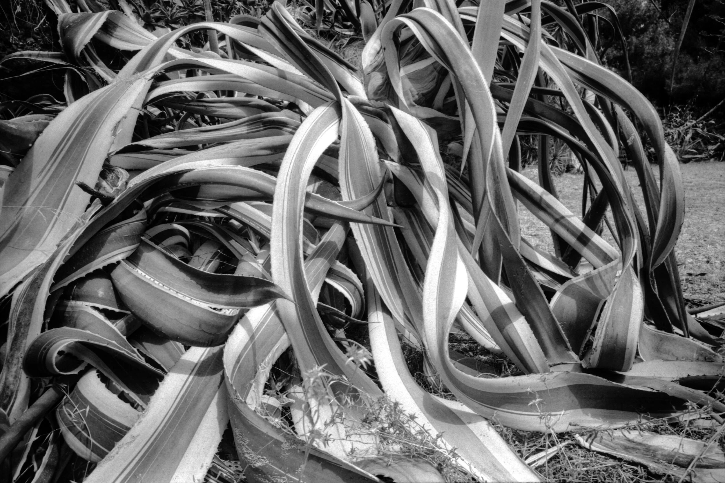 03102021-Août 2021-Ricoh-GR-Agfa-APX-100- 32a2 basse def.jpg