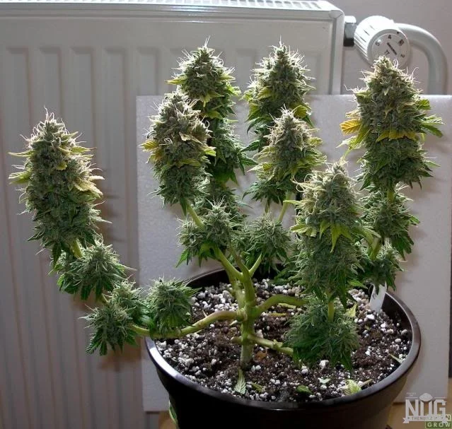 Cannabinoid-rich flowers growing on a cannabis plant
