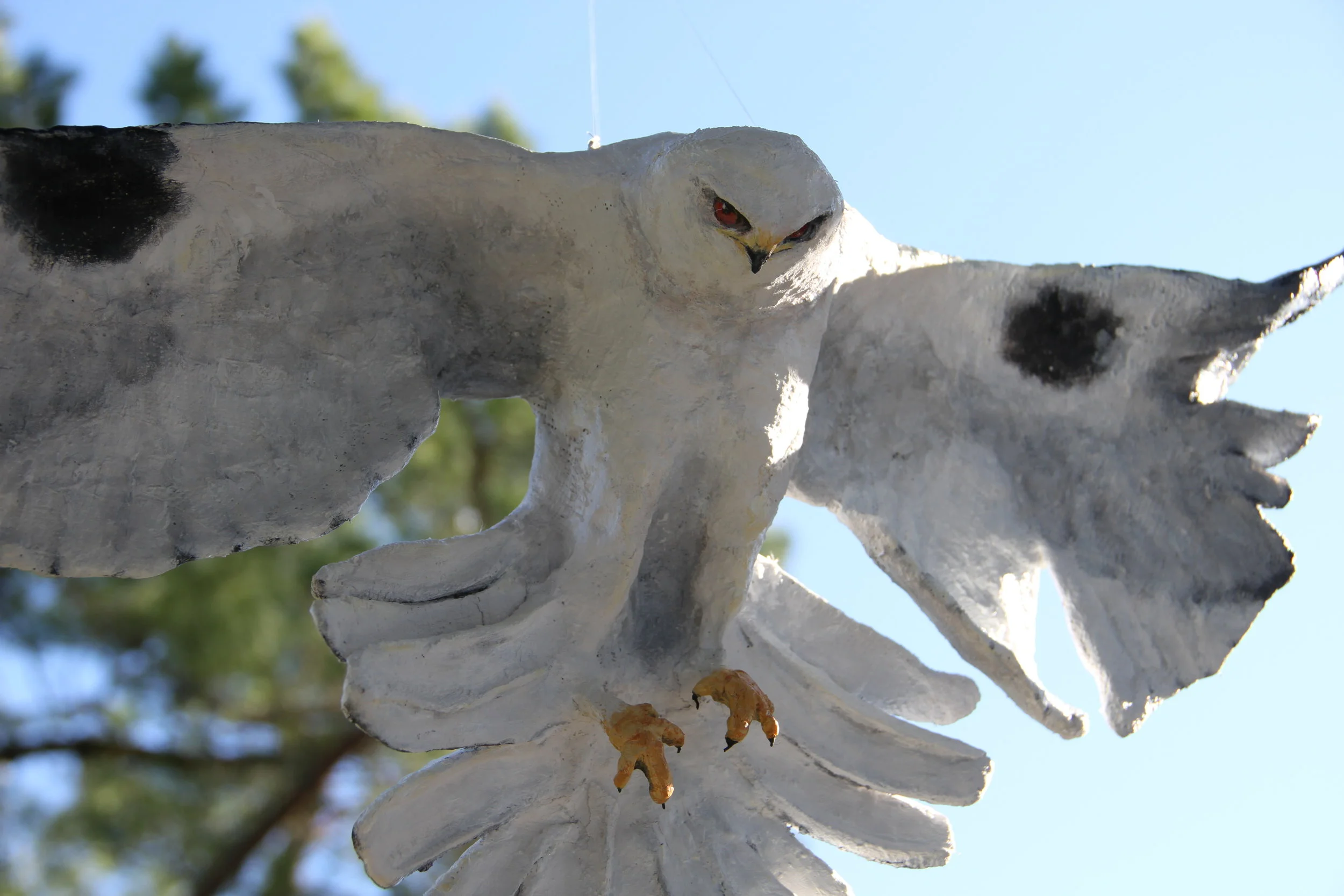 White Tailed Kite - SOLD