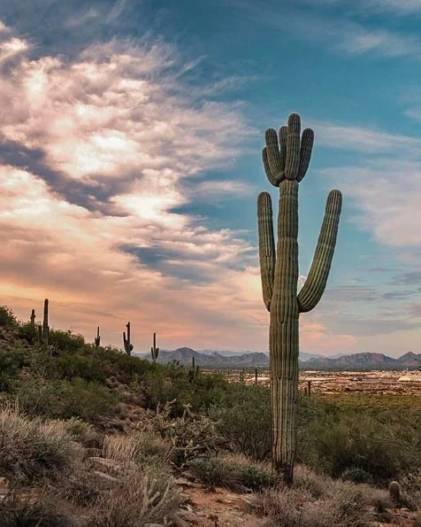 Quiet desert drives. 🌵 Thanks for the gorgeous shot,&nbsp;@sarahjakethejew!