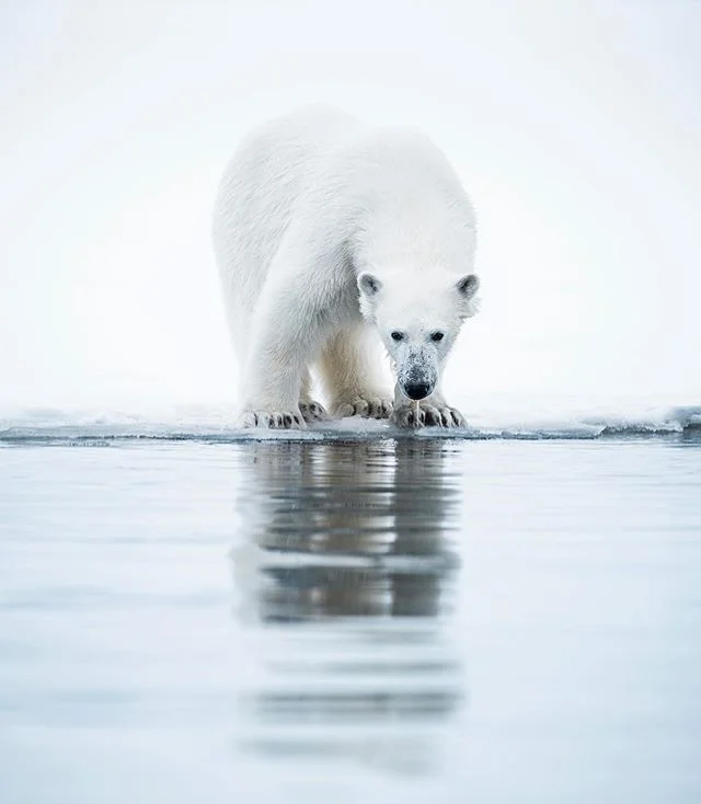 An incredible encounter with a Polar Bear at edge of the Spring season fast ice.
@visitsvalbard