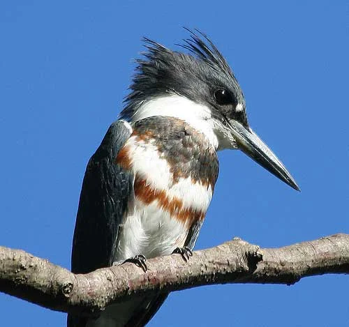 Belted Kingfisher, a Boulder County Species of Special Concern 