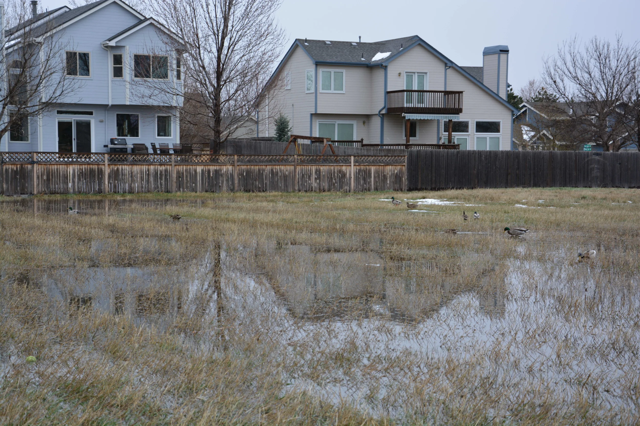 Ducks enjoy a typical spring day in the wildlife-rich Twin Lakes open spaces. 