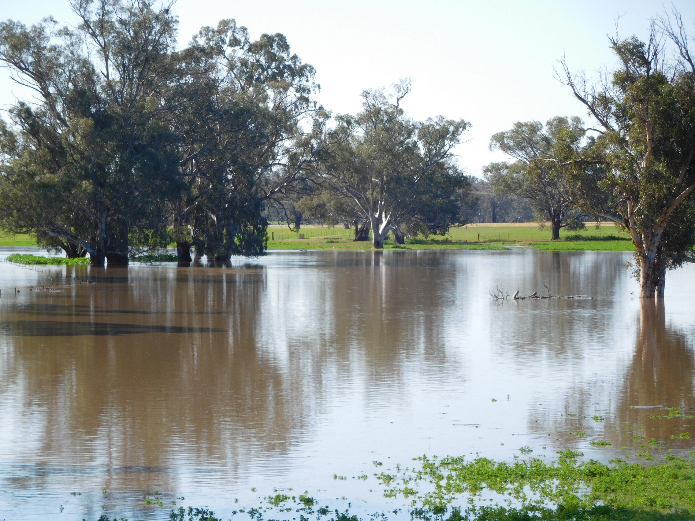 Floodwaters near Forbes