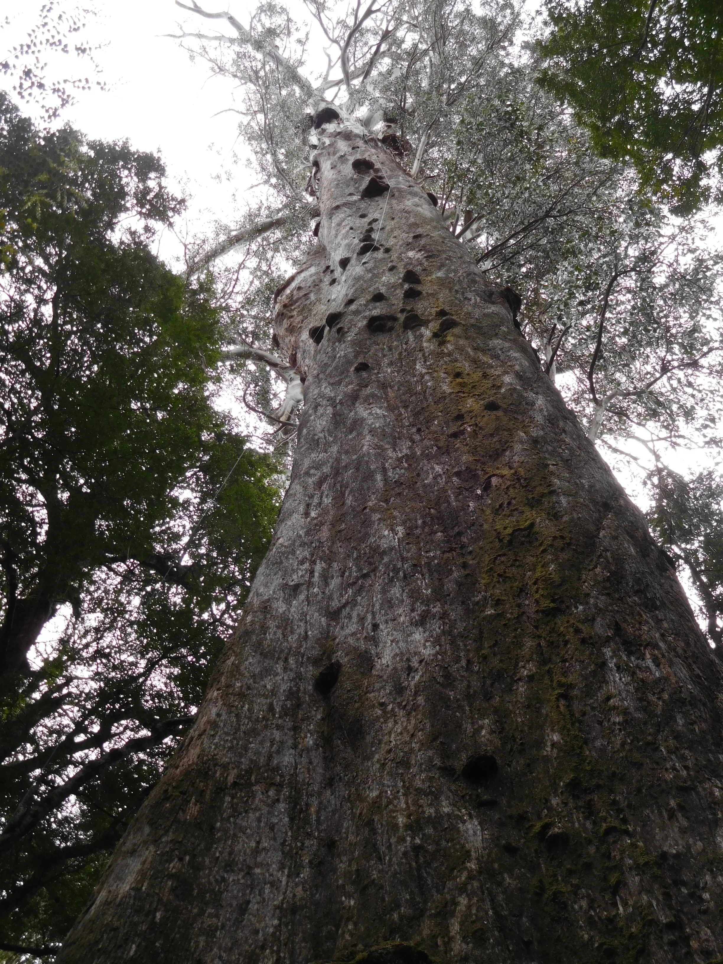 big tree 1 like Miki's tree.JPG