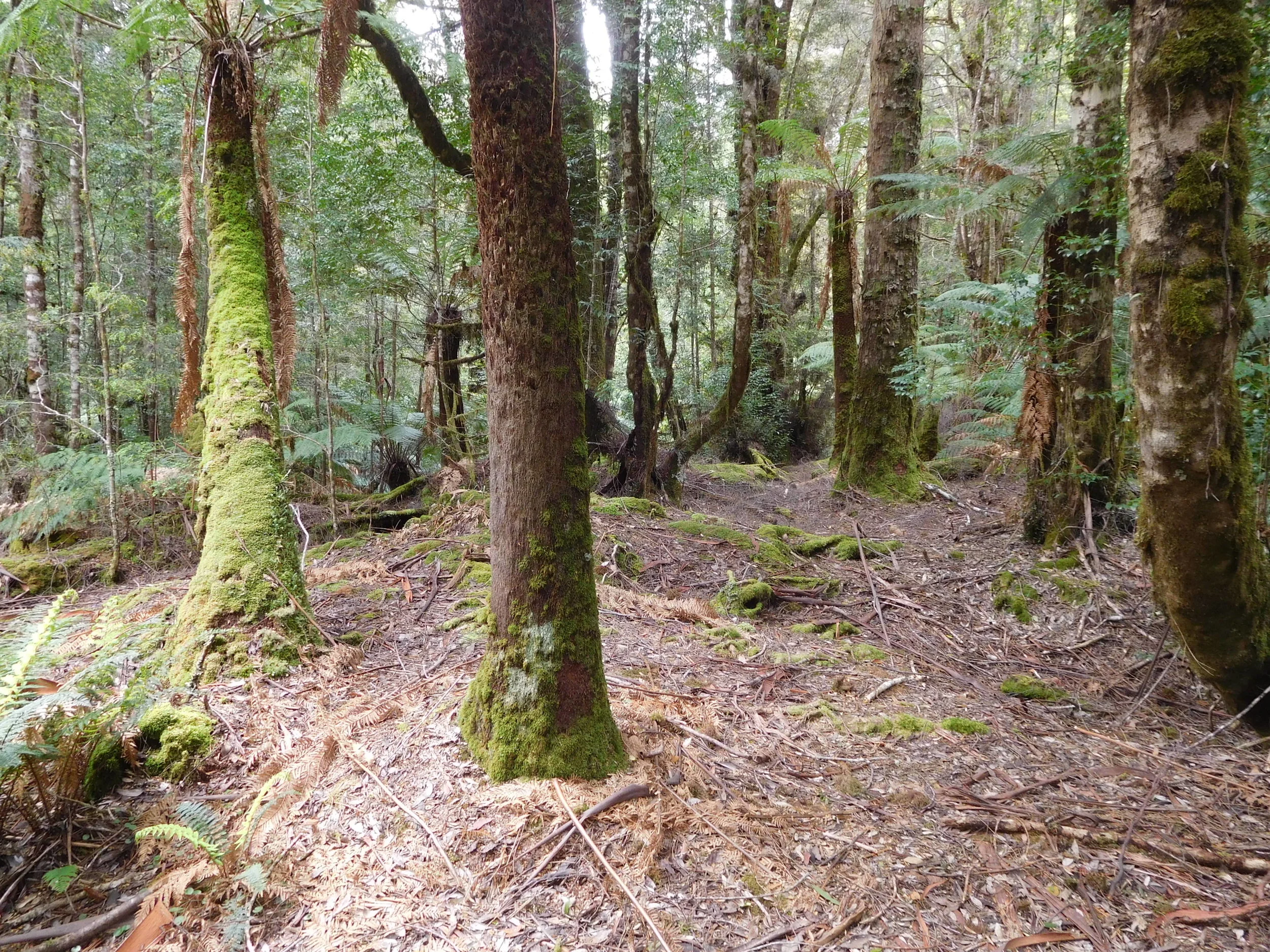forest understorey.JPG