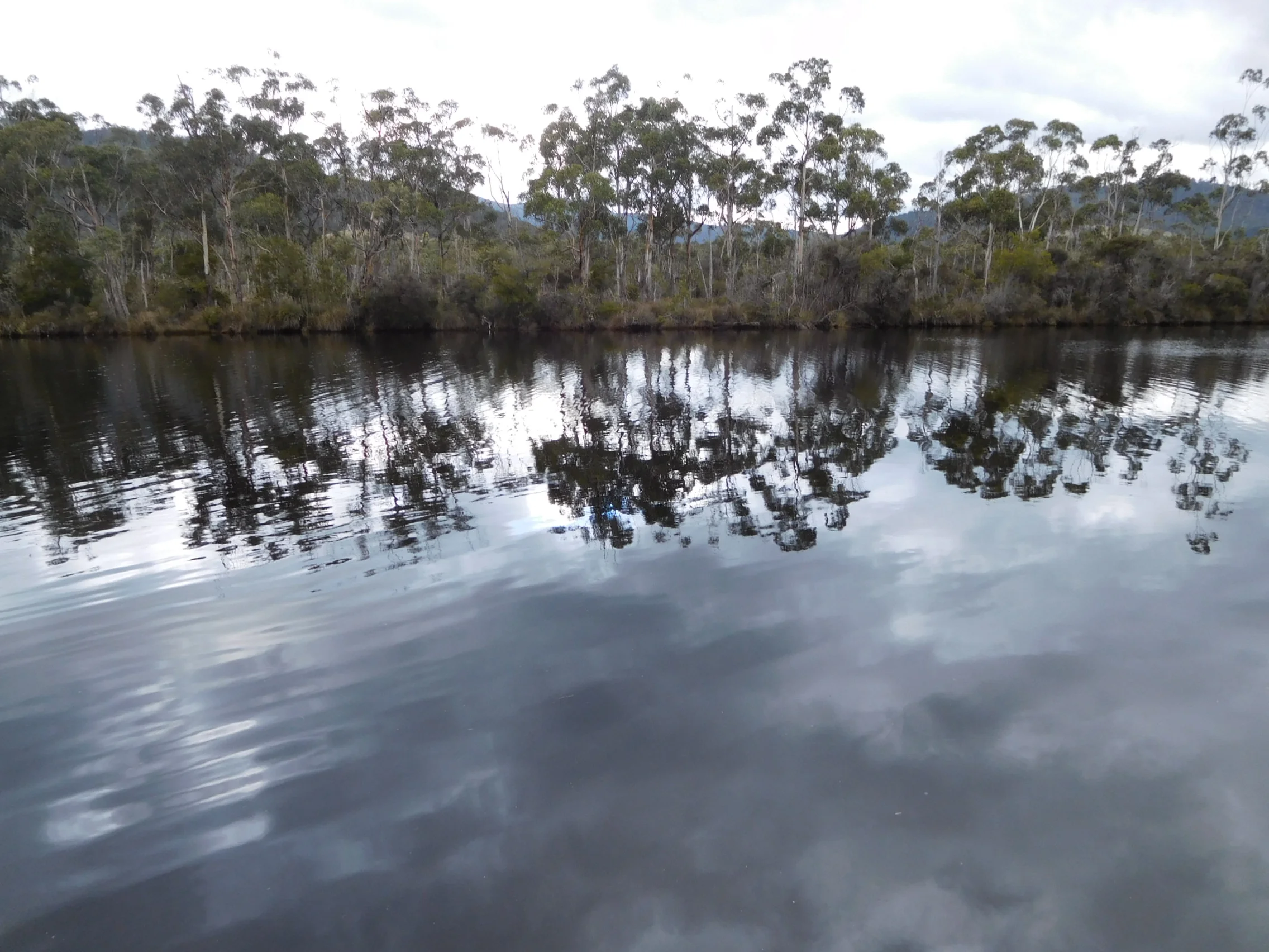 Huon estuary near Franklin.JPG