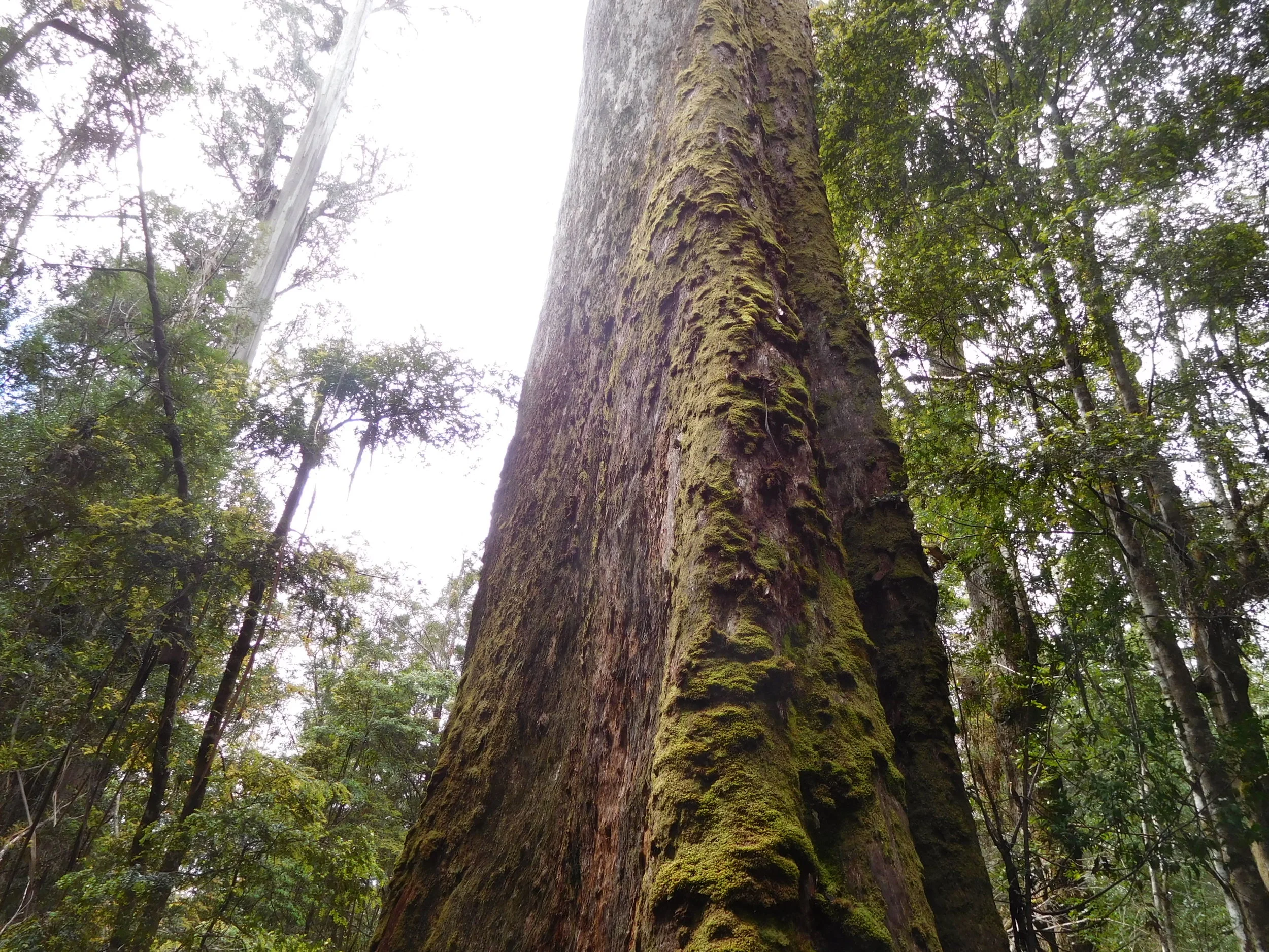 big tree large tree.JPG