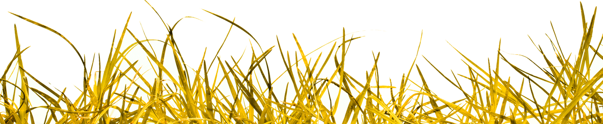 yellowgrassV4.png