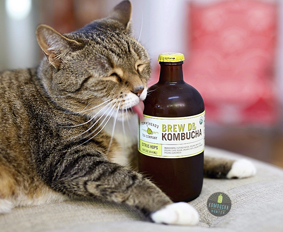 All photos property of Kombucha Hunter. Please request permission for use.
