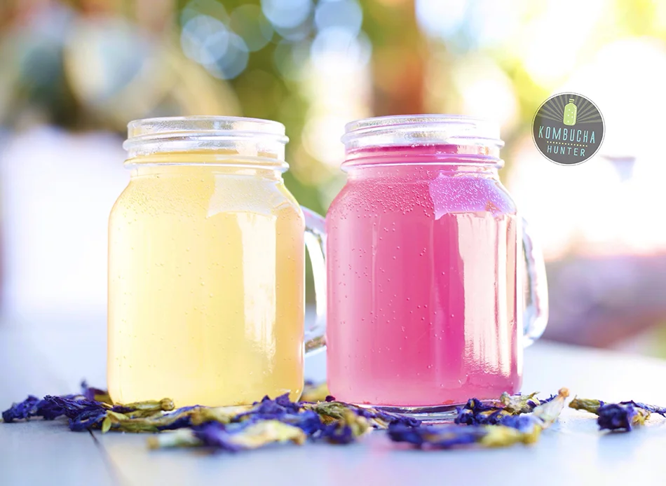 Butterfly Pea Flower — Kombucha Hunter
