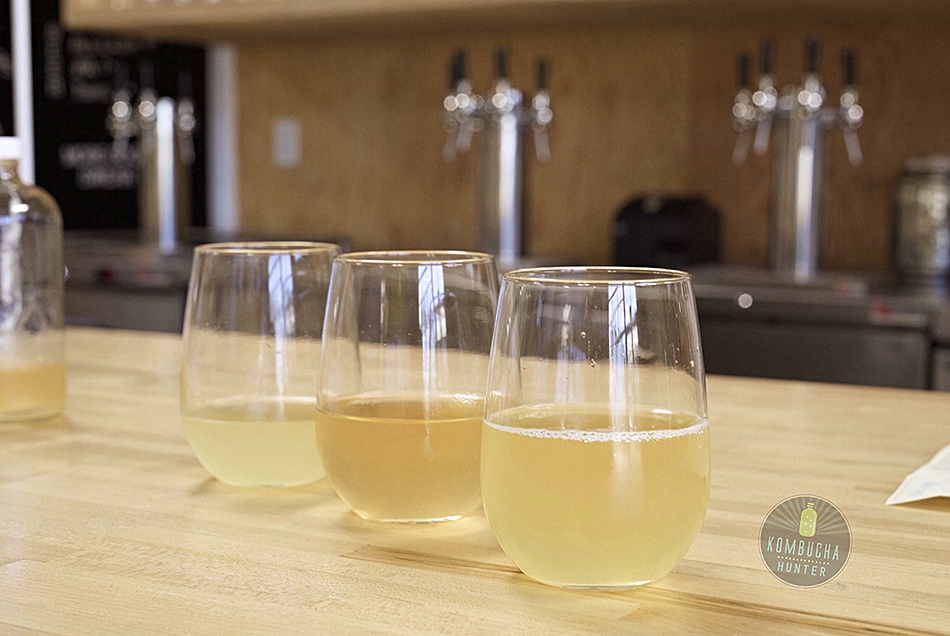 All photos property of Kombucha Hunter. Please request permission for use.