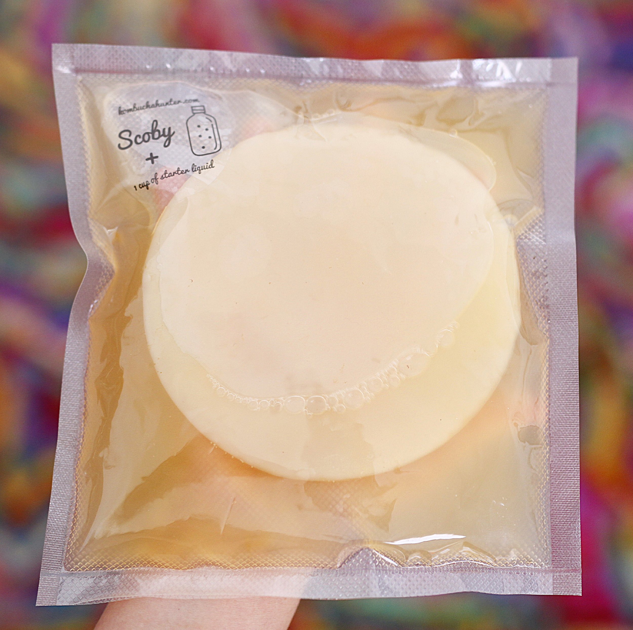 Perfect Scoby for sale