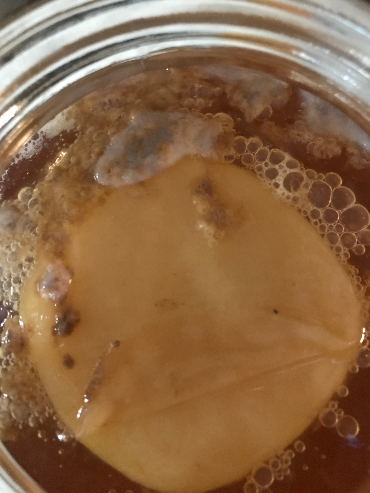 Normal Kombucha Yeast Floating in the Liquid and Under the SCOBY Surface -  Kombucha Kamp