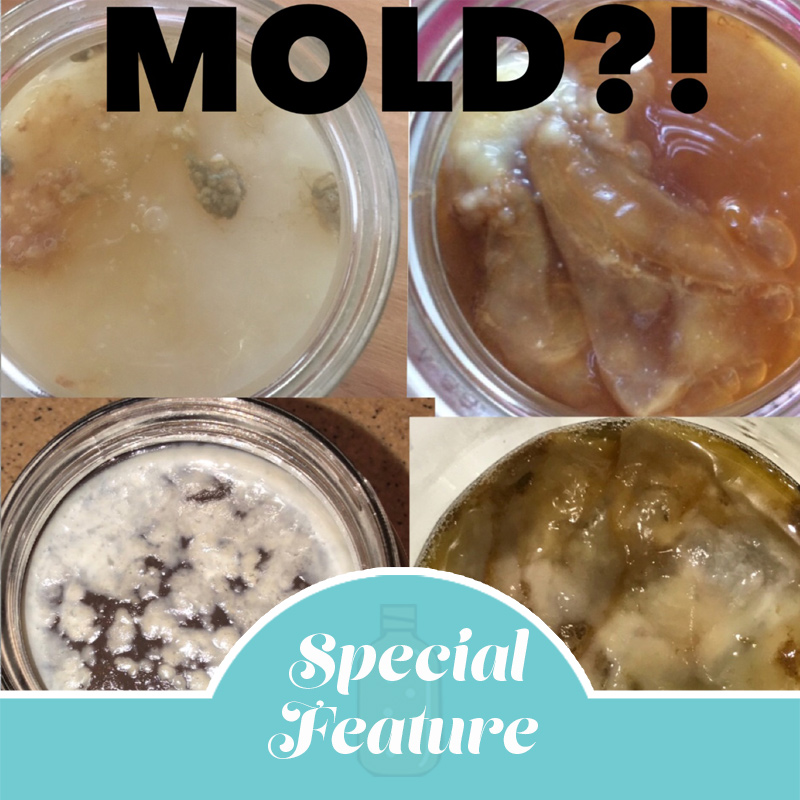 Mold / Not Mold — UPDATED!