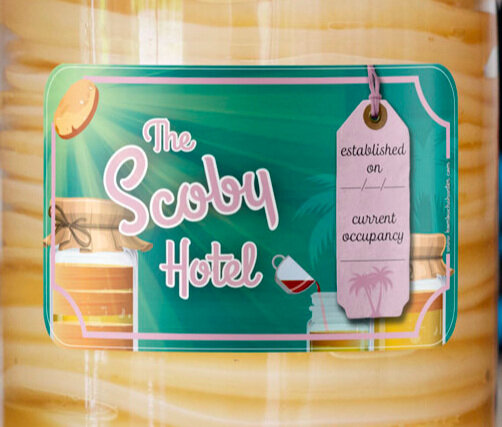 SCOBY Hotel Kit — Kombucha Hunter