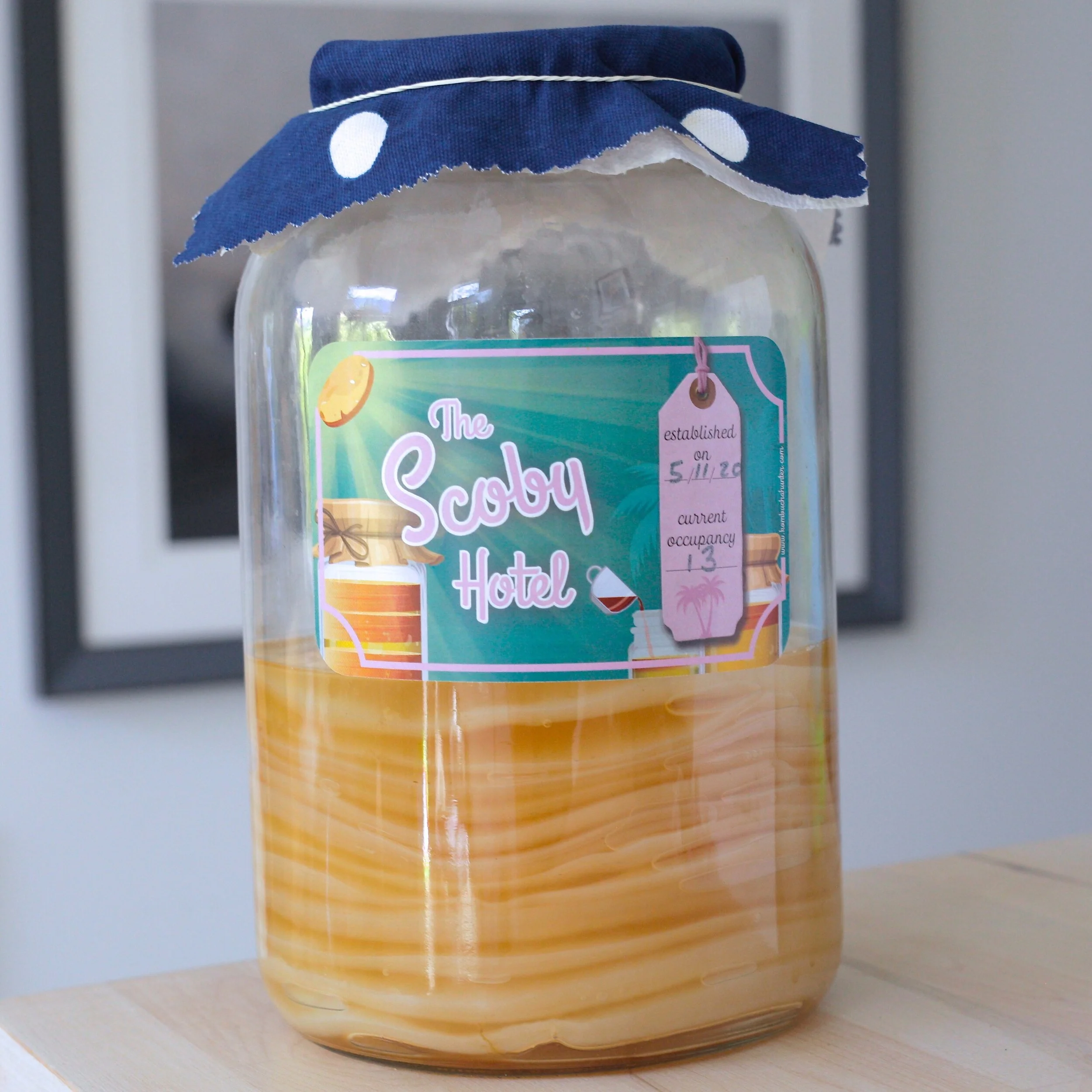 SCOBY Hotel kit.JPG