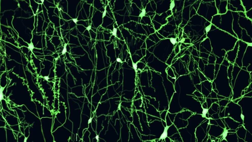 frontiers-in-cellular-neuroscience-pyramidal-neurons-simulation1.jpg