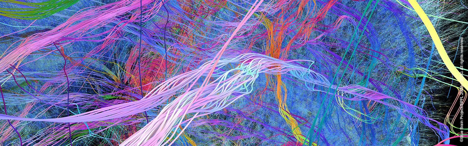 BBP_Blue-Brain-Mouse-whole-neocortex-connectome-model_header.jpg
