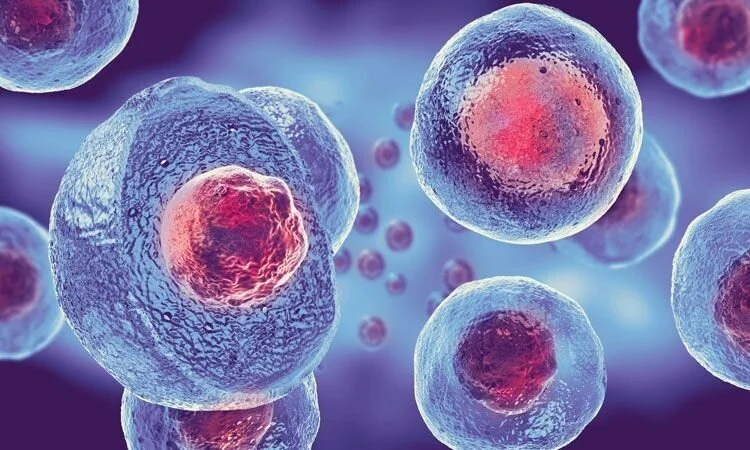STEM CELL NEWS: From the Crick and UCL 