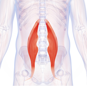 This is what you're imagining is moving. It's the only muscle(s) that attached your upper to your lower body, pretty cool!