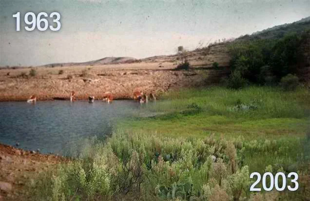 same piece of land in mexico, 1963 and 2003. The difference is they increased the head of cattle and moved them in a grazing pattern as if predators were abound. no synthetic fertilizers, no animal removal, no conservation work. this was all done by the natural benefit of big grazers tilling and fertilizing the land.