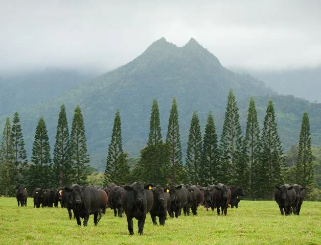 These are literally the cows i eat. they live amazing lives at princeville ranch, 5 miles from my house. they mow the grass without fossil fuels and fertilize the soil, humans offer them shelter and a good life, they offer us nourishment in turn. the cycle continues.