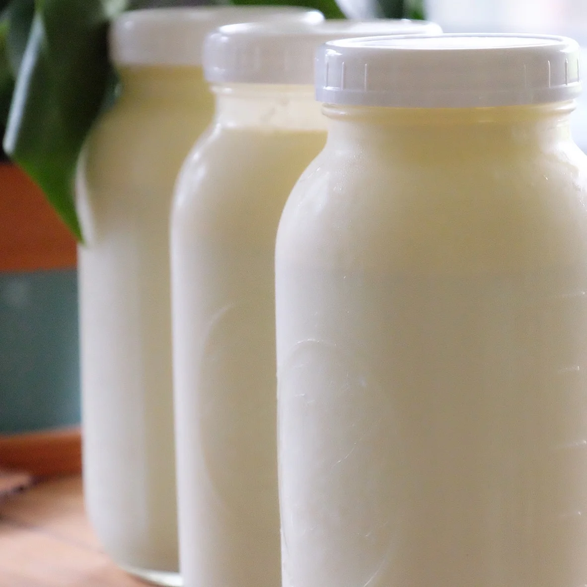 1 1/2 gallons of raw milk from my cow share! after 2 years dairy free, i discovered raw milk as an exceptional tool in my healng process, and still to this day drink 2 gallons a week all by myself.