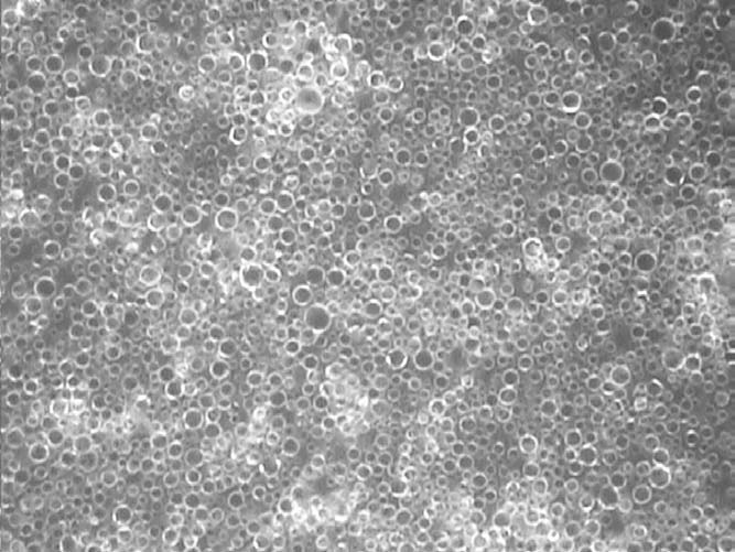 raw milk magnified 800x. see the perfectly formed fat globules all supported with beautiful proteins and ready to communicate with your body?