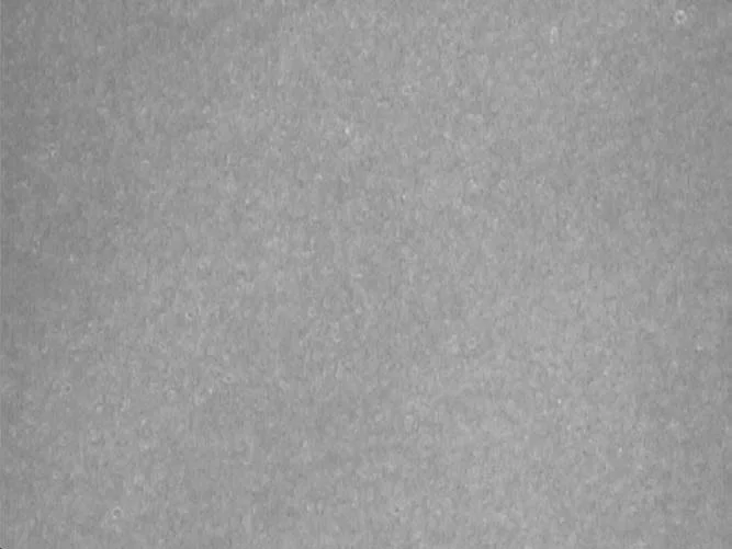 pasteurized milk magnified 800x. see how completely distorted the proteins and fats are? unrecognizable to me ... imagine how your cells would communicate with this substance.