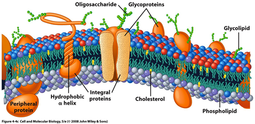this is how complex your cell membranes are, living breathing eating eliminating shells that allow your cell to thrive or die. help your cells thrive by eating high quality fats!