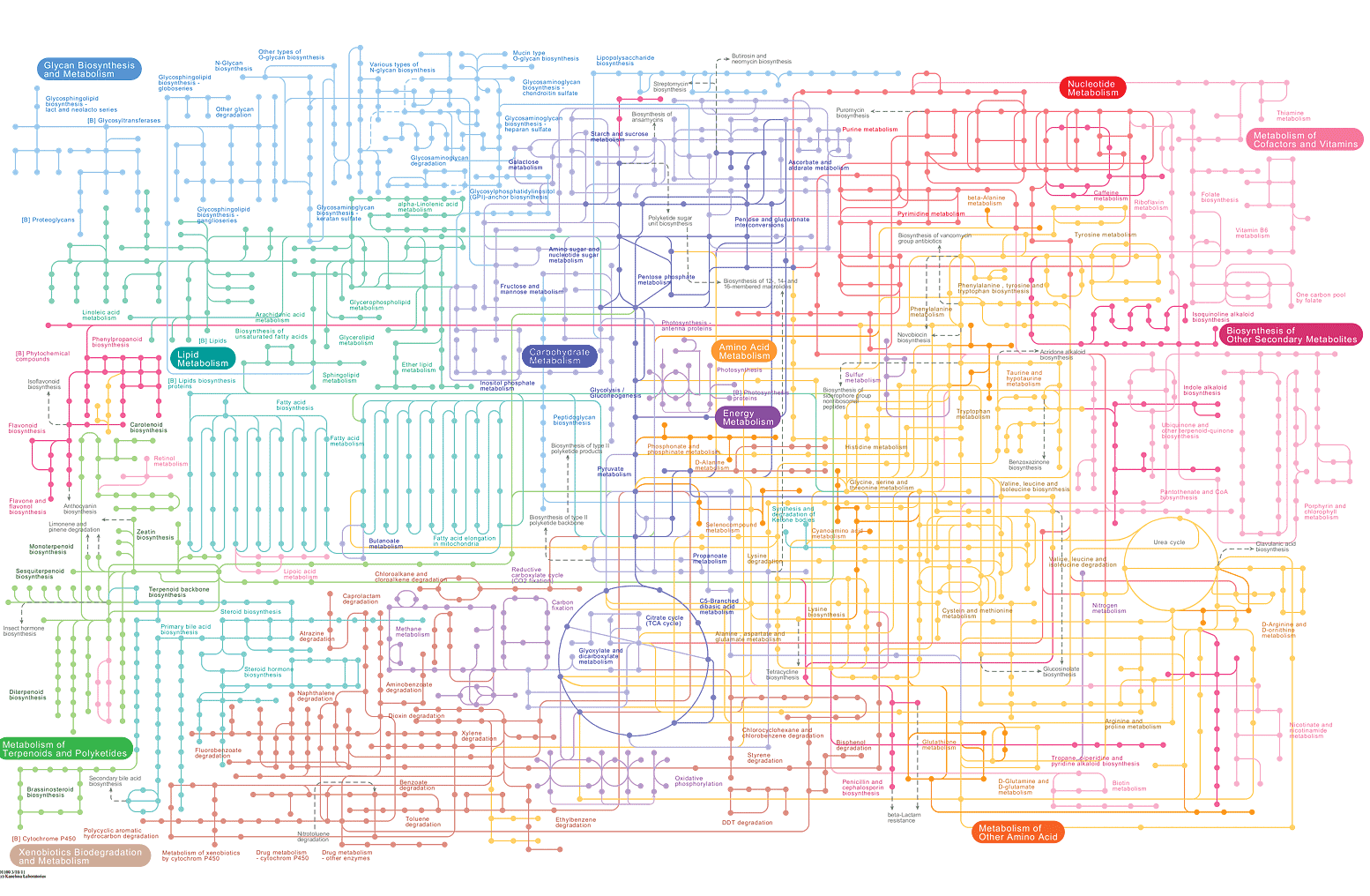 THIS IMAGE FROM HARVARD IS A MAP OF THE KNOWN METABOLIC PATHWAYS IN THE HUMAN BODY. each pathway requires tons of nutrients.DID YOUR BRAIN EXPLODE A LITTLE? TALK ABOUT NUTRIENT NEEDS! (click to enlarge)