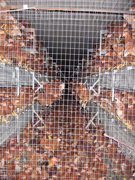 This is a photo taken inside a certified organic egg producer. So-freaking-sad, and no wonder these factory farmed eggs get contaminated.