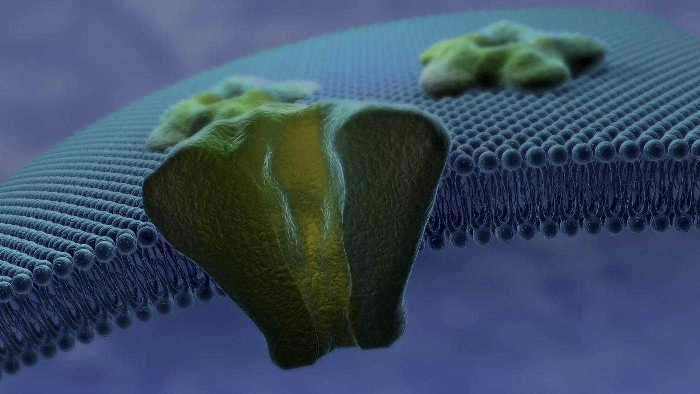Cell membranes need to be permeable. Here's a cell pore, allowing nutrients and hormone messengers in and waste out. If your cells are calcified, it's like a bunch of clogged pores not allowing your cell to function properly.