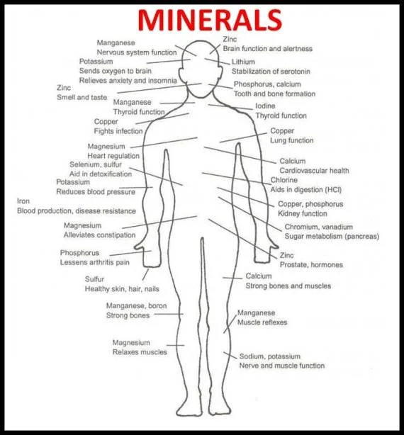 zinc alone is needed for over 200 functions!