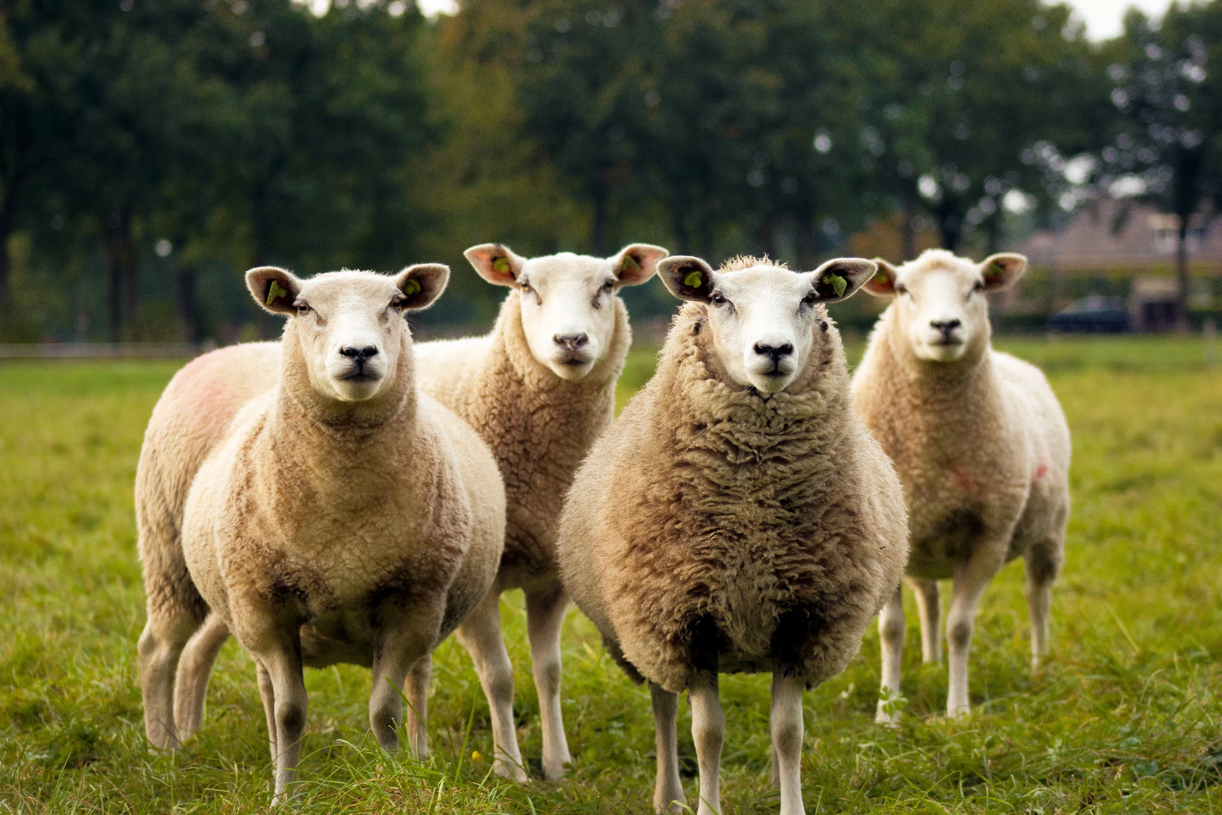 happy, grass fed animals don't have the synthetic hormone burden we so often associate with red meat.