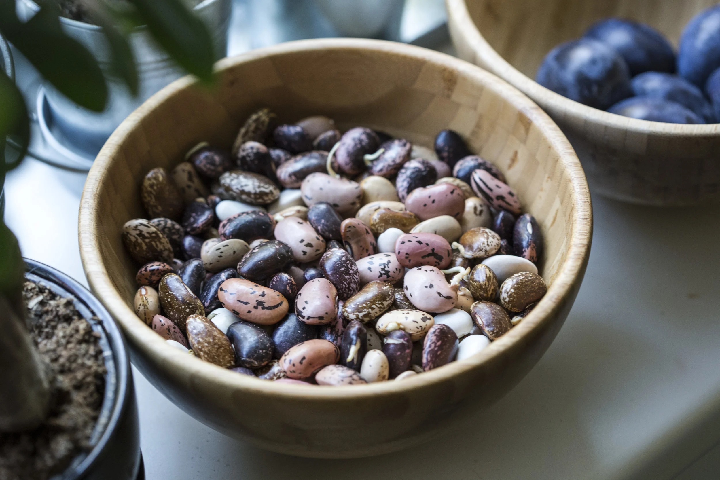 soaking beans sprout!