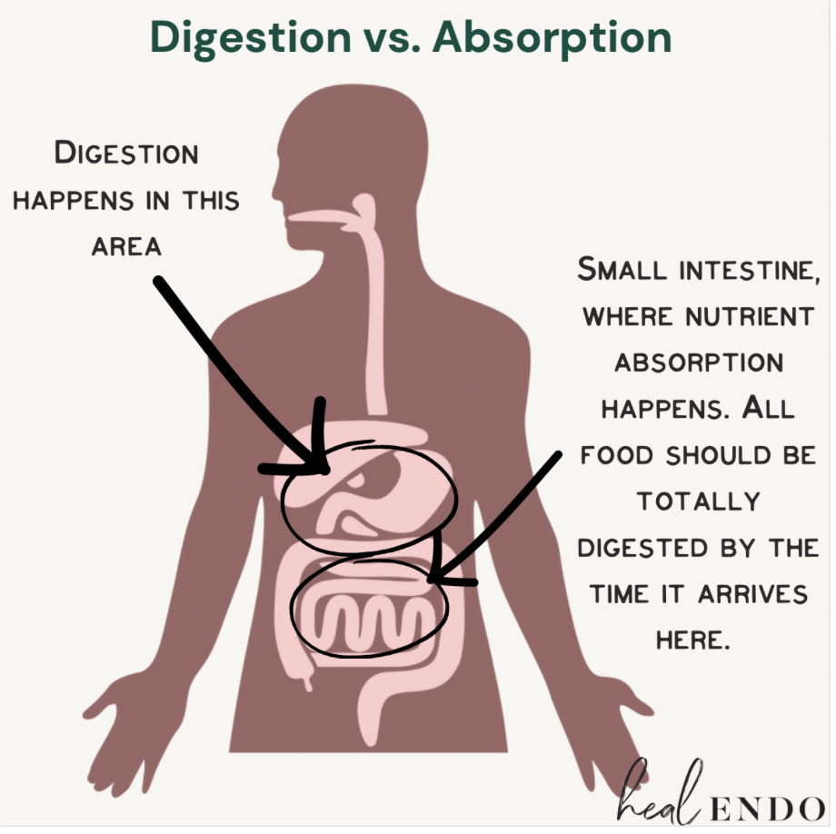 Anatomy chart showing that food must be fully digested before reaching the small intestine to prevent the fermentation and swelling typical of an endo belly flare.
