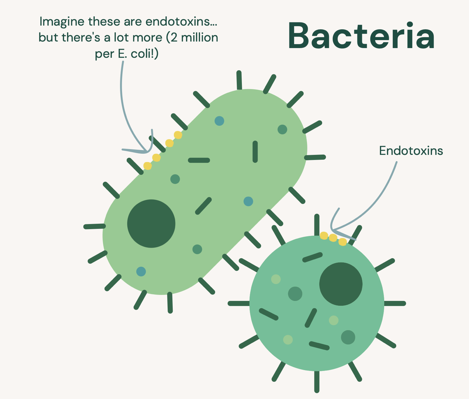 n educational diagram showing bacteria with endotoxins, used to explain the link between gut dysbiosis and inflammatory endo belly bloating.