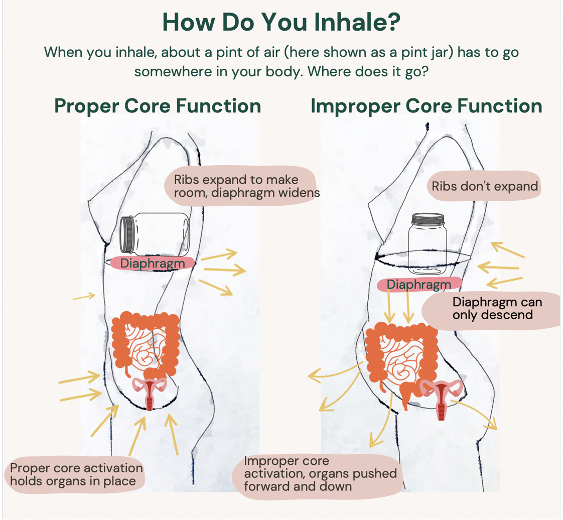 Diagram showing how breathing mechanics affect core pressure and abdominal organs, leading to low belly pooch and endo belly