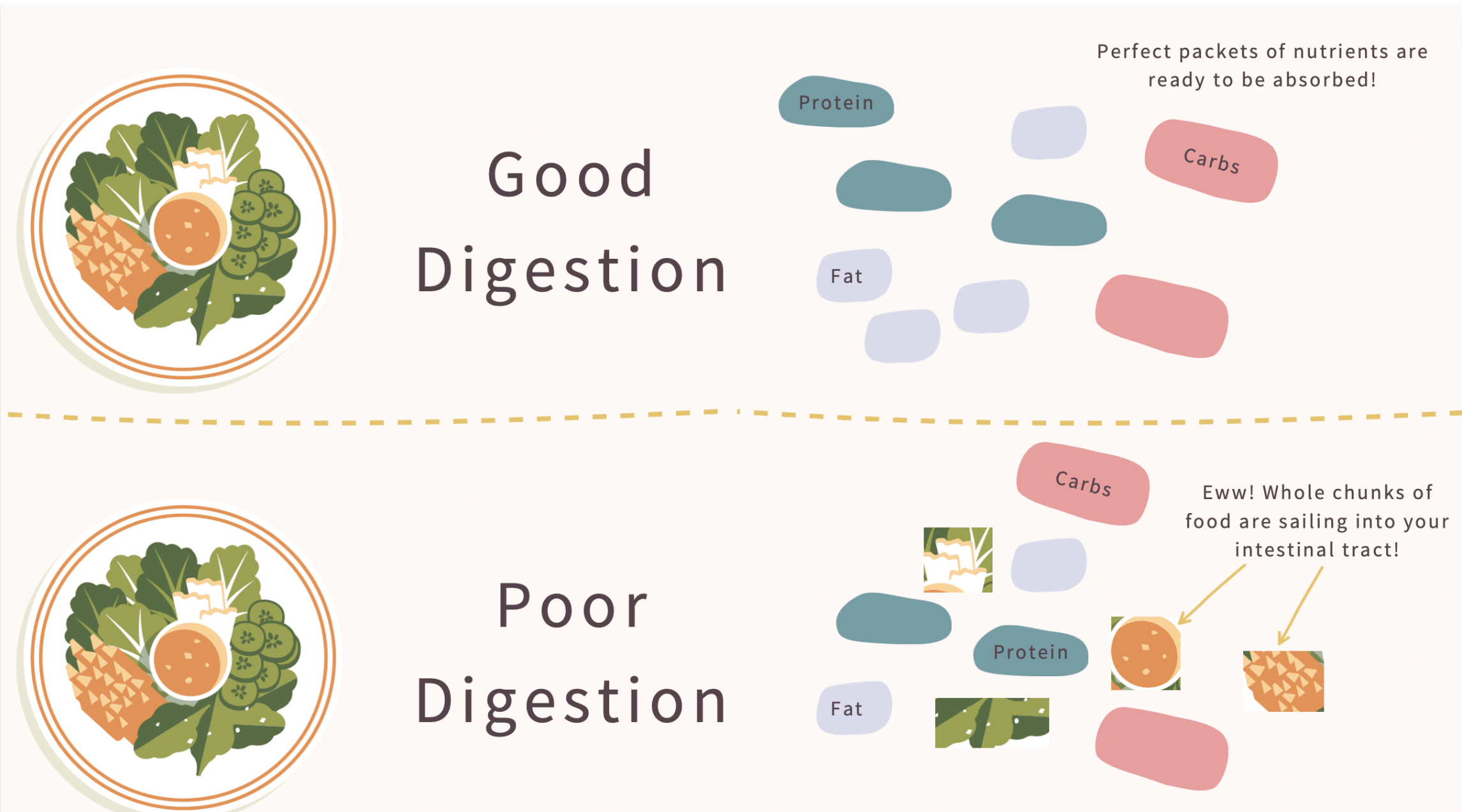 Comparison chart of good digestion versus poor digestion showing how undigested food chunks contribute to endo belly bloating and intestinal distress.