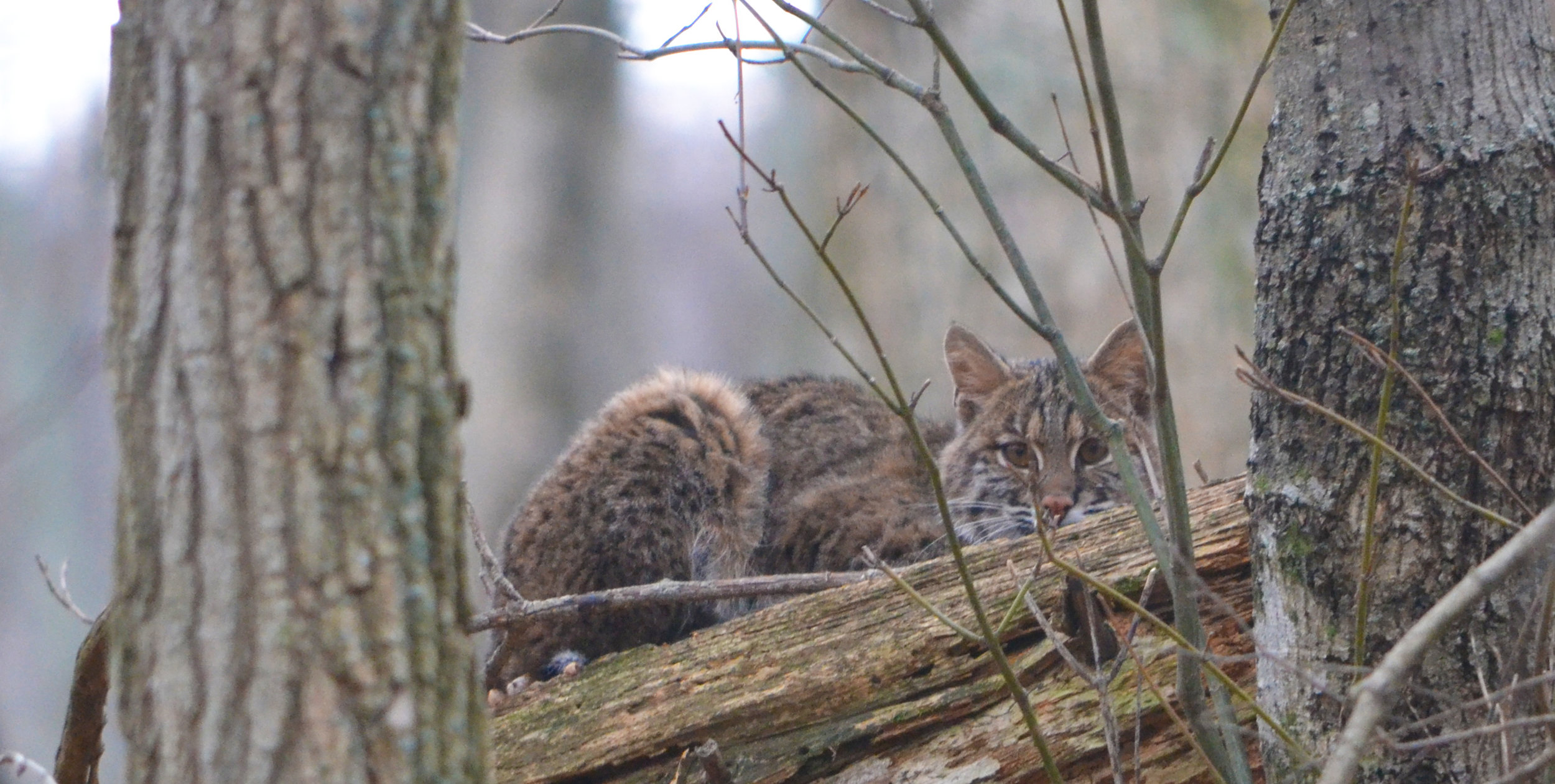 bobcat-Peter-Hamel_1.jpg