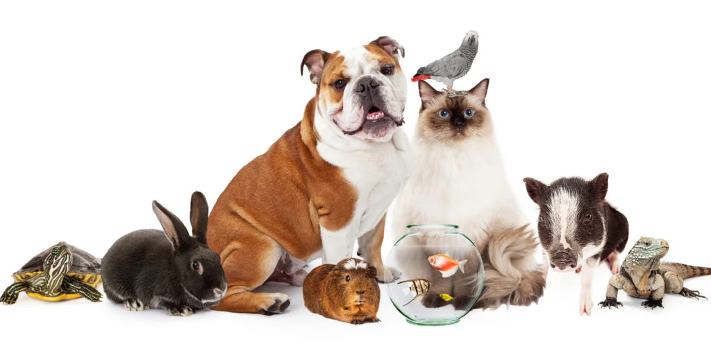 Parade, Picnic, and Animal Blessing