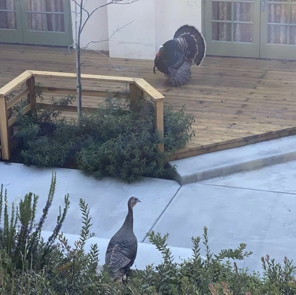 Bring Many Names: ACC’s Lone Turkey