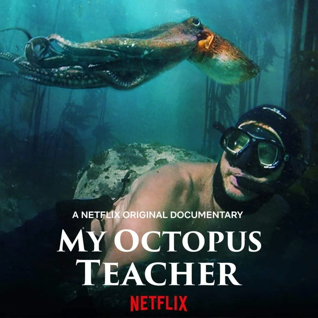 Faith Formation Fireside Films: My Octopus Teacher