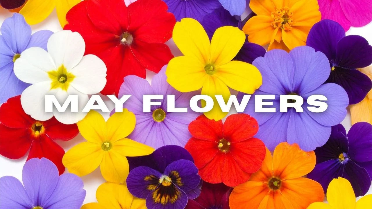 Checking In &amp; Reaching Out: May Flowers