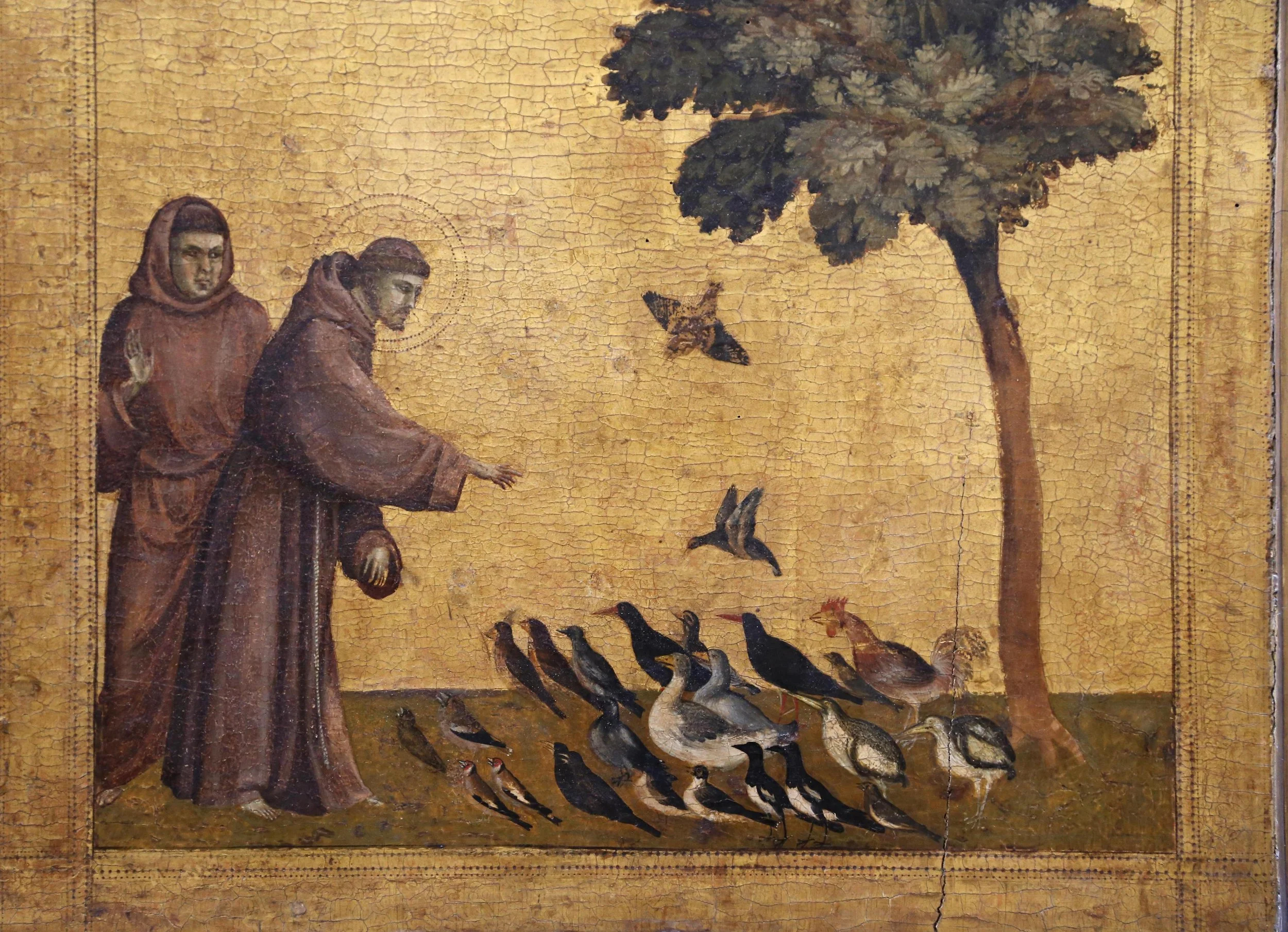 Checking In &amp; Reaching Out: Saint Francis of Assisi