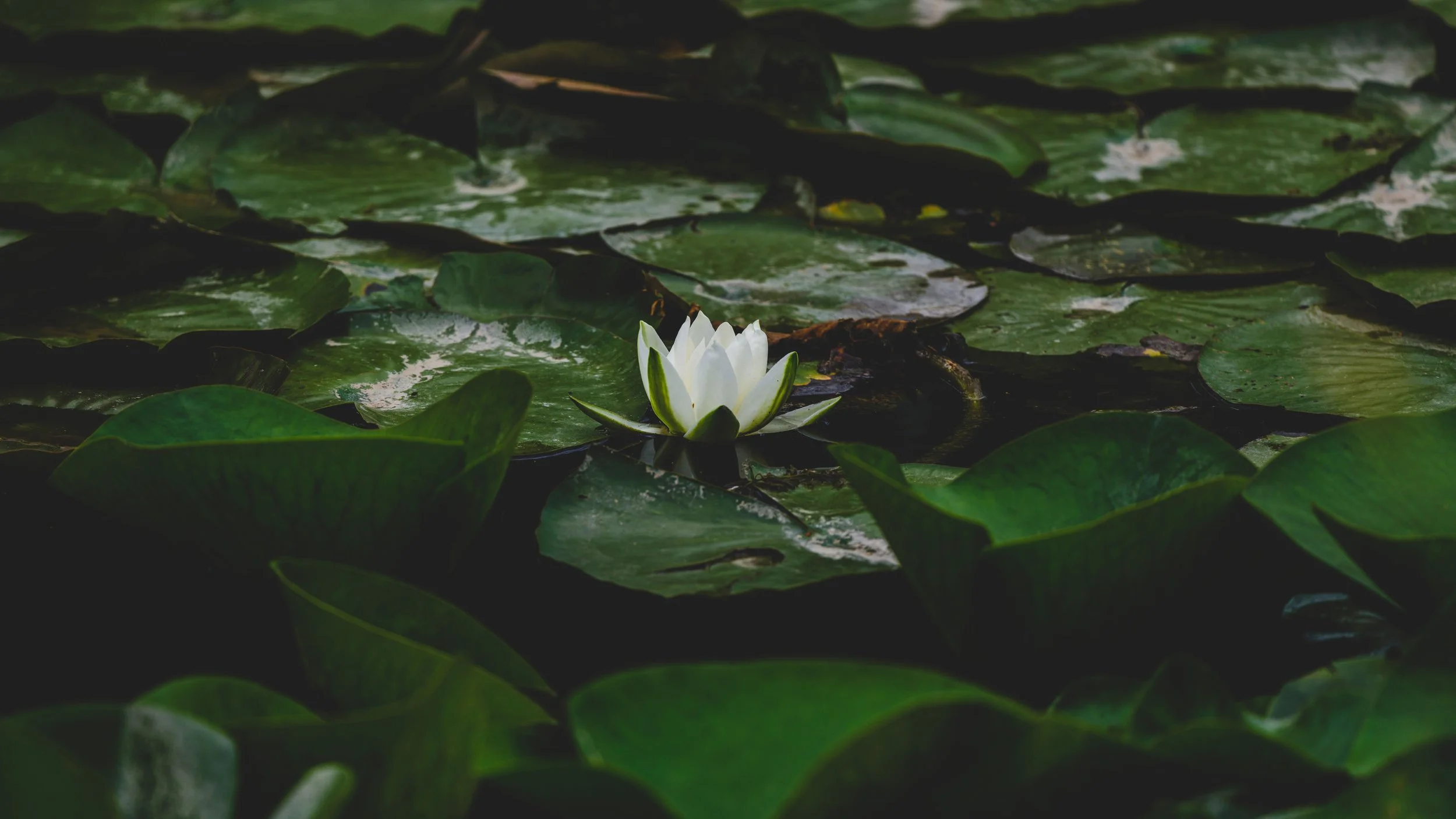 pexels-enginakyurt-32289191 Single white lotus on bed of leaves.jpg